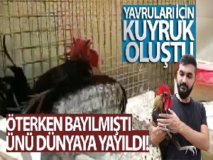 Ünü dünyaya yayılan ‘Bayılan horoz' İngiltere'den davet aldı