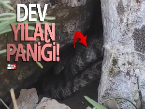 Dev yılanı gören köylüler paniğe kapıldı