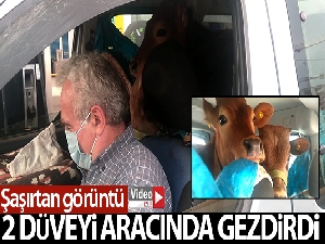 2 düveyi aracının arka koltuğunda yaylaya böyle götürdü