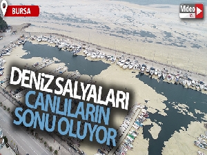 Deniz salyaları canlıların sonu oluyor...Balıklardan sonra şimdi de su samuru vurdu