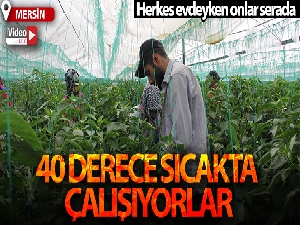 Herkes evdeyken onlar 40 derece sıcakta serada çalışıyor