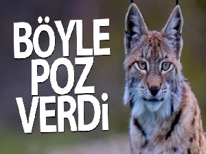 Vaşak, doğa fotoğrafçısına böyle poz verdi