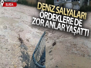 Deniz salyaları ördeklere de zor anlar yaşattı