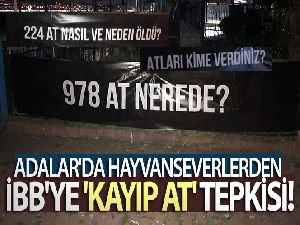 Adalar'da hayvanseverlerden İBB'ye 'kayıp at' tepkisi