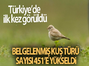 Türkiye'de ilk kez 'Küçük Çöl Toygarı' görüldü