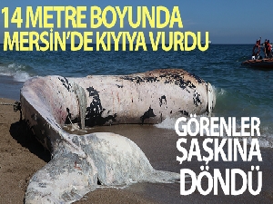 Sahile çıkarılan dev balina görenleri şaşkına çevirdi