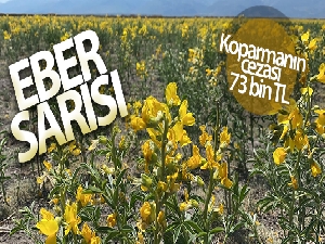 ‘Eber Sarısı' bu sene de eşsiz güzelliği ile açtı