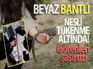 Nesli tükenme altında, Sivas'ta görüldü