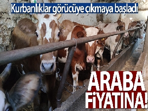 Araba fiyatına kurbanlıklar satışta