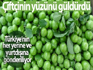 Bursa'nın meşhur papaz eriği çiftçinin yüzünü güldürüyor