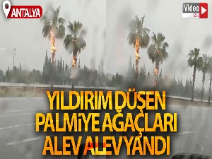 Yıldırım düşen palmiye ağaçları alev alev yandı