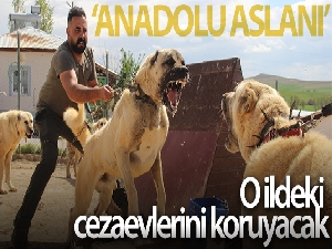 Dünyaca ünlü Kangal köpekleri o ildeki cezaevlerini koruyacak