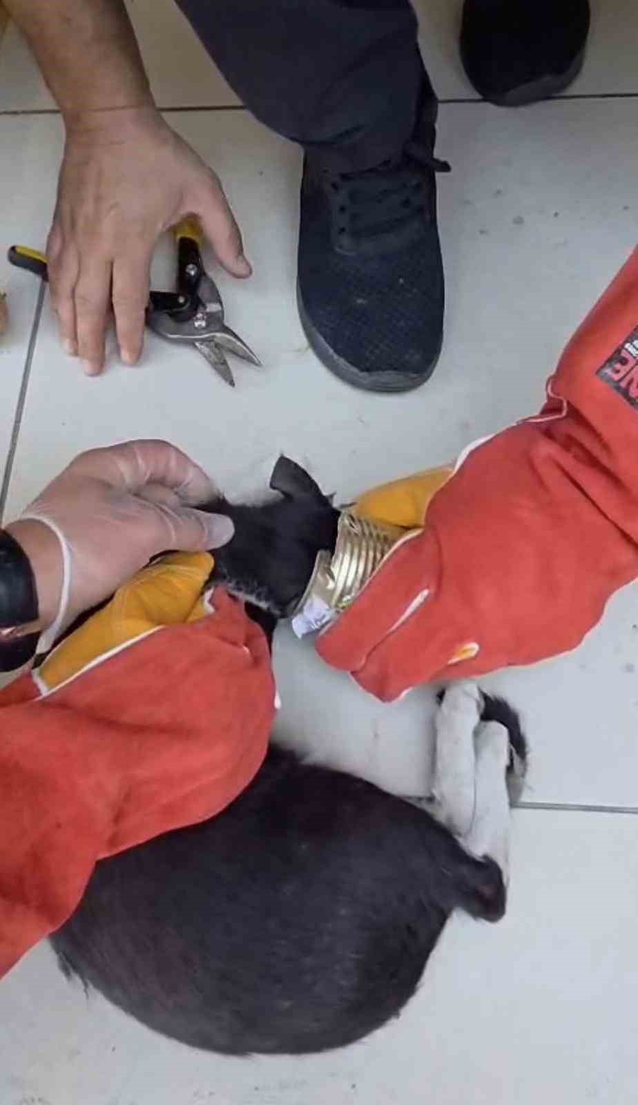 batman-da-yaramaz-kedi-kafasini-tenekeye-sikistirdi-itfaiye-kurtardi