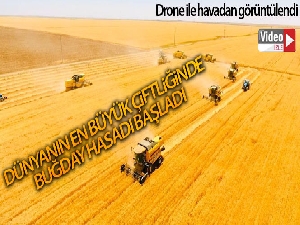 Dünyanın en büyük çiftliğinde buğday hasadı başladı