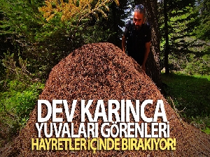 Uludağ'da dev karınca yuvaları görenleri hayretler içinde bırakıyor