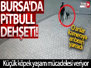 Bursa'da pitbull dehşeti, o anlar kamerada