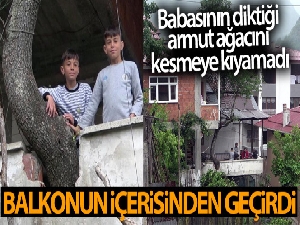 Babasının diktiği armut ağacını kesmeye kıyamadı, balkonun içerisinden geçirdi
