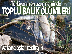 Türkiye'nin en uzun nehrinde toplu balık ölümleri
