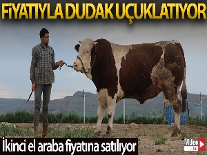 Fiyatıyla dudak uçuklatıyor, görenler gözlerine inanamıyor