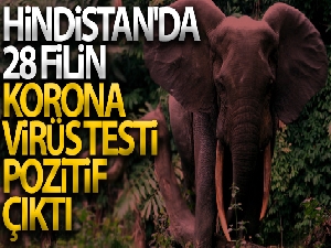 Hindistan'da 28 filin korona virüs testi pozitif çıktı