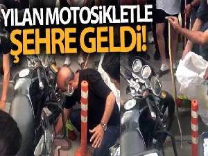 Yılan motosikletle şehre geldi