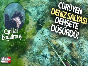 Çürüyen deniz salyası dehşete düşürdü