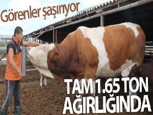 Dev kurbanlık görenleri şaşırtıyor