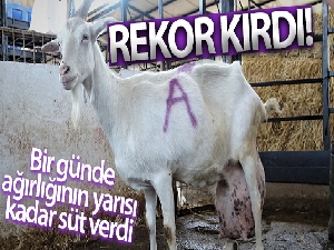 Bir günde ağırlığının yarısı kadar süt vererek rekor kırdı