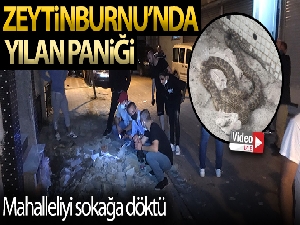 Zeytinburnu'nda yılan paniği mahalleliyi sokağa döktü