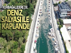 Kurbağalıdere de deniz salyası ile kaplandı