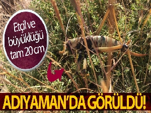 Adıyaman'da etçil çekirge görüldü