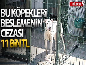 Bu köpekleri beslemenin cezası 11 bin TL