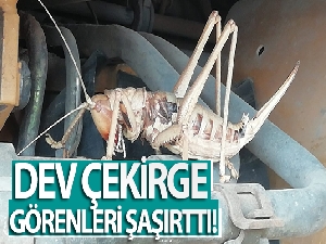 Dev çekirge görenleri şaşırttı