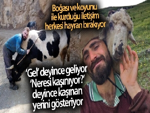 Boğası ve koyunu ile kurduğu iletişim dikkat çekiyor