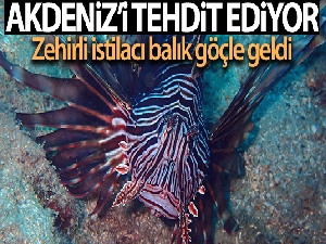 İstilacı, zehirli aslan balığı Akdeniz'i tehdit ediyor