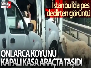 İstanbul'da, onlarca koyunu kapalı bagajda havasız bırakarak taşıdı