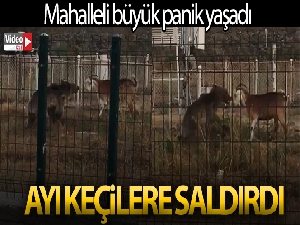 Sarıkamış'ta ayı keçilere böyle saldırdı
