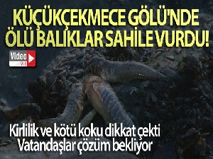 Küçükçekmece Gölü'nde ölü balıklar sahile vurdu