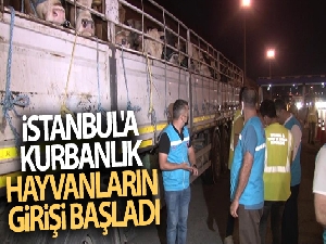 İstanbul'a kurbanlık hayvanların girişi başladı