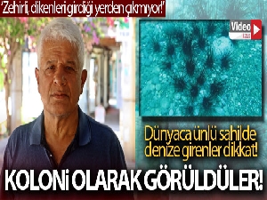 Dünyaca ünlü sahilde deniz kestaneleri koloni olarak görüntülendi