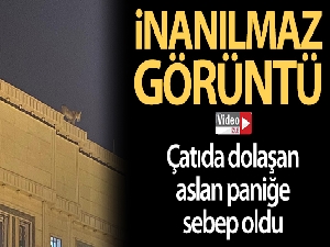 Suudi Arabistan'da evin çatısında dolaşan aslan paniğe neden oldu