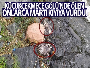 Küçükçekmece Gölü'nde balık ölümlerinden sonra martı ölümleri