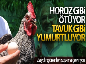 Sinop'ta 2 aydır yumurtlayan horoz sahibini şaşırttı