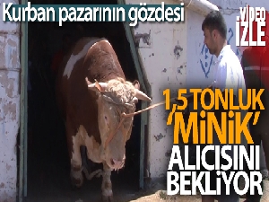 Tuzla'daki kurban pazarının gözdesi 1.5 tonluk 'Minik' alıcısını bekliyor