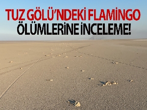 Konya Valiliğinden Tuz Gölü'ndeki flamingo ölümlerine inceleme