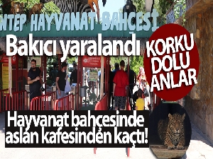 Hayvanat bahçesinde aslan kafesinden kaçtı: 1 yaralı