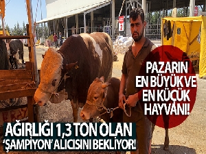 Ağırlığı 1,3 ton olan ‘Şampiyon' alıcısını bekliyor