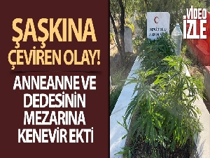 Anneanne ve dedesinin mezarına kenevir ekti