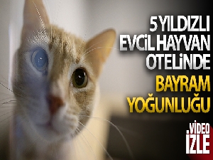 Bursa'da 5 yıldızlı evcil hayvan otelinde bayram yoğunluğu