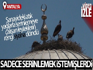 Sıcak hava leylekleri de vurdu!